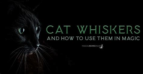 Cat Whiskers and Witchcraft: Ancient Traditions and Modern practices